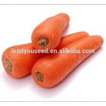 MCA02 Fushi résistant à la chaleur de haute qualité graines de carottes prix